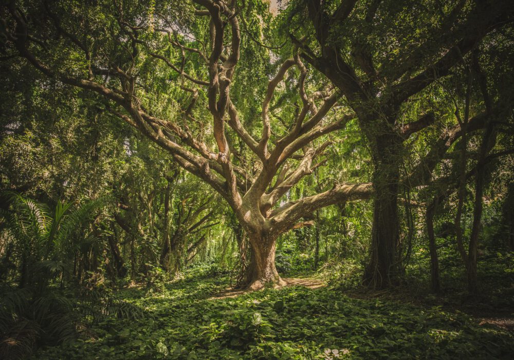Common Misunderstandings About Treehouses